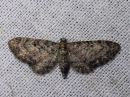 Eupithecia_subfuscata_mattapikkumittari_IMG_4073.jpg