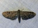 Eupithecia_subfuscata_mattapikkumittari_IMG_4112.jpg