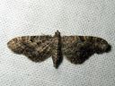 Eupithecia_subfuscata_mattapikkumittari_IMG_4242.JPG