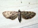 Eupithecia_subfuscata_mattapikkumittari_IMG_5702.JPG