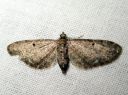 Eupithecia_subfuscata_mattapikkumittari_IMG_5960.JPG