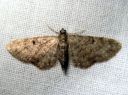 Eupithecia_subfuscata_mattapikkumittari_IMG_8649.JPG