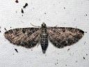 Eupithecia_subfuscata_mattapikkumittari_IMG_9947.JPG