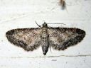 Eupithecia_subumbrata_niittypikkumittari_IMG_2102.JPG