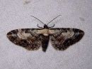 Eupithecia_succenturiata_lautumapikkumittari_IMG_1291.jpg