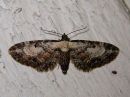 Eupithecia_succenturiata_lautumapikkumittari_IMG_1378.jpg