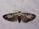 Eupithecia_succenturiata_lautumapikkumittari_IMG_2120.jpg