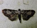 Eupithecia_succenturiata_lautumapikkumittari_IMG_4082.jpg