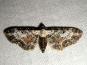 Eupithecia_succenturiata_lautumapikkumittari_IMG_5910.JPG