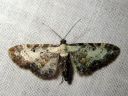 Eupithecia_succenturiata_lautumapikkumittari_IMG_6176.JPG