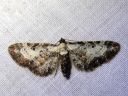 Eupithecia_succenturiata_lautumapikkumittari_IMG_6207.JPG