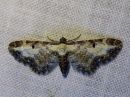 Eupithecia_succenturiata_lautumapikkumittari_IMG_7948.jpg