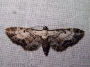 Eupithecia_succenturiata_lautumapikkumittari_IMG_8369.jpg