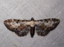 Eupithecia_succenturiata_lautumapikkumittari_IMG_9024.jpg