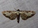 Eupithecia_succenturiata_lautumapikkumittari_IMG_9574.jpg