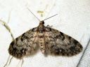 Eupithecia_tantillaria_neulaspikkumittari_IMG_3392.JPG