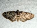 Eupithecia_tantillaria_neulaspikkumittari_IMG_3394.JPG