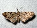 Eupithecia_tantillaria_neulaspikkumittari_IMG_3724.JPG