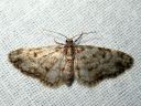 Eupithecia_tantillaria_neulaspikkumittari_IMG_3972.JPG