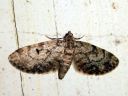 Eupithecia_tantillaria_neulaspikkumittari_IMG_4247.JPG