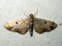 Eupithecia_tantillaria_neulaspikkumittari_IMG_5832.JPG