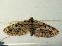 Eupithecia_tantillaria_neulaspikkumittari_IMG_5878.JPG