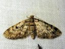 Eupithecia_tantillaria_neulaspikkumittari_IMG_5879.JPG