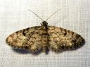 Eupithecia_tantillaria_neulaspikkumittari_IMG_6057.JPG