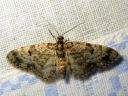 Eupithecia_tantillaria_neulaspikkumittari_IMG_6060.JPG