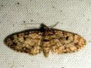 Eupithecia_tantillaria_neulaspikkumittari_IMG_6291.JPG