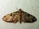 Eupithecia_tantillaria_neulaspikkumittari_IMG_6358.JPG