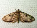 Eupithecia_tantillaria_neulaspikkumittari_IMG_6359.JPG