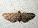 Eupithecia_tenuiata_raitapikkumittari_IMG_8381.JPG