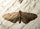 Eupithecia_tenuiata_raitapikkumittari_IMG_8382.JPG