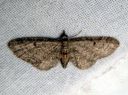 Eupithecia_tenuiata_raitapikkumittari_IMG_8396.JPG