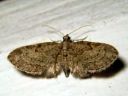 Eupithecia_tenuiata_raitapikkumittari_IMG_8401.JPG