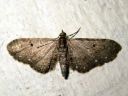 Eupithecia_tripunctaria_pilkkupikkumittari_IMG_6980.JPG