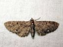 Eupithecia_tripunctaria_pilkkupikkumittari_IMG_7261.JPG