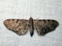 Eupithecia_trisignaria_putkipikkumittari_IMG_7856.JPG