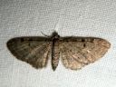 Eupithecia_trisignaria_putkipikkumittari_IMG_8590.JPG