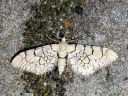 Eupithecia_venosata_kohokkipikkumittari_IMG_0740.JPG