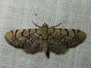 Eupithecia_venosata_kohokkipikkumittari_IMG_3850.jpg