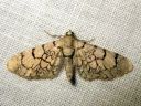 Eupithecia_venosata_kohokkipikkumittari_IMG_4700.JPG