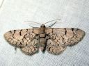 Eupithecia_venosata_kohokkipikkumittari_IMG_7806.JPG