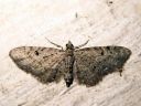 Eupithecia_virgaureata_piiskupikkumittari_IMG_2948.JPG