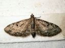 Eupithecia_virgaureata_piiskupikkumittari_IMG_3386.JPG