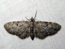 Eupithecia_virgaureata_piiskupikkumittari_IMG_3621.JPG