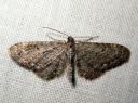 Eupithecia_virgaureata_piiskupikkumittari_IMG_3798.JPG