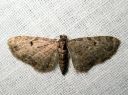 Eupithecia_virgaureata_piiskupikkumittari_IMG_3975.JPG