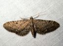 Eupithecia_virgaureata_piiskupikkumittari_IMG_4612.JPG